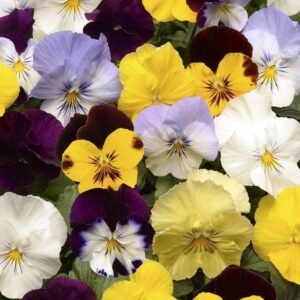 Pansy Cool Wave Mixed F1 Hybrid Seeds