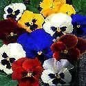 Pansy Swiss Giants Mixed Seeds