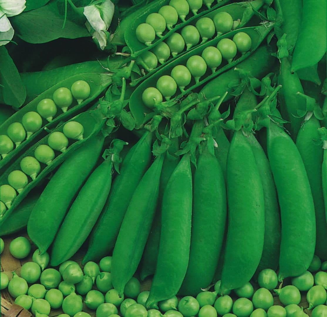 Pea Petit Pois Waverex Seeds