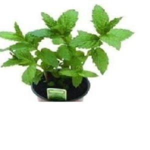 Peppermint Mentha Piperita Seeds