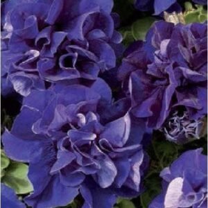 Petunia Double Pirouette Blue Seeds