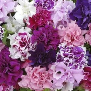 Petunia Double Pirouette Mixed Seeds