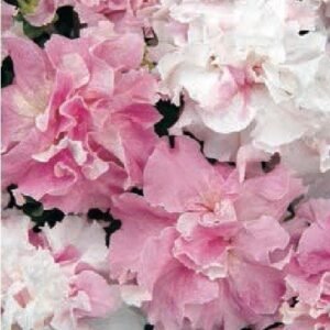 Petunia Double Pirouette Orchid Mist Seeds