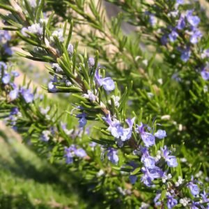 Rosemary Seeds - Rosemarinus officinalis