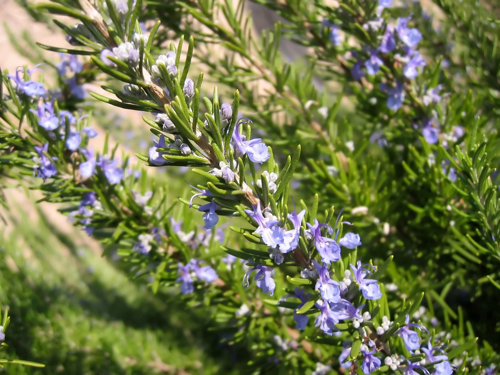 Rosemary Seeds - Rosemarinus officinalis