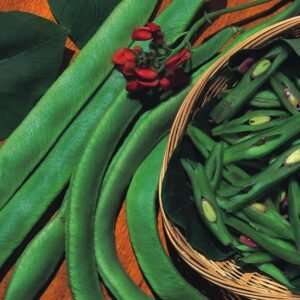 Runner Bean Scarlet Emperor Seeds