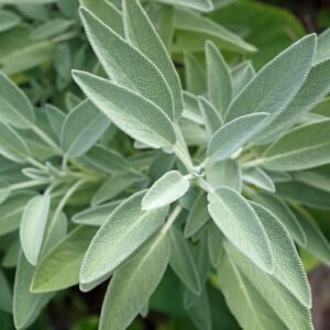 Sage Seeds Salvia officinalis