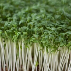 Salad Cress Common Plain Seeds
