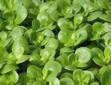 Salad Purslane Golden Seeds