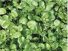 Salad Watercress Nasturtium Officinale Seeds