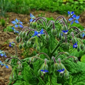 Suffolk Herbs Borage 75 Seeds