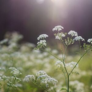 Suffolk Herbs Caraway 450 Seeds