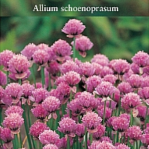 Suffolk Herbs Chives 300 Seeds