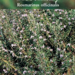 Suffolk Herbs Rosemary Rosmarinus officinalis Seeds
