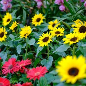 Sunflower Bambino Seeds