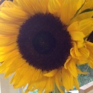 Sunflower Giant Single Yellow Seeds