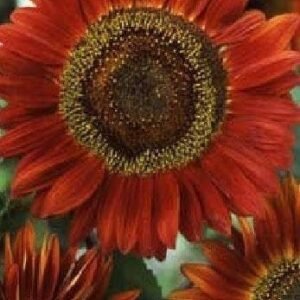 Sunflower Red Sun Seeds