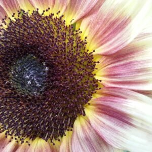 Sunflower Ruby Eclipse Seeds