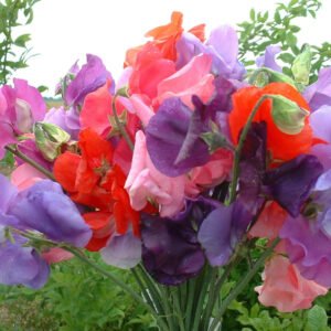 Sweet Pea Bouquet Mixed Seeds