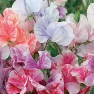 Sweet Pea Heaven Scent Mix Seeds