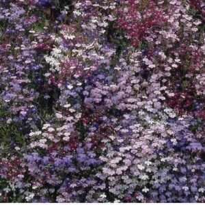 Trailing Lobelia Fountain Mix Seeds