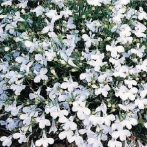 Trailing Lobelia Fountain White Seeds