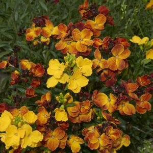 Wallflower Fair Lady Mixed Seeds