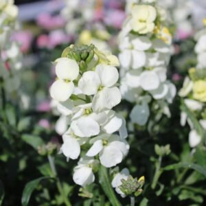 Wallflower Ivory White Seeds