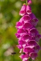 Wild Flower Common Foxglove Digitalis purpurea Seeds