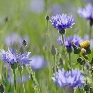 Wild Flower Cornflower Centaurus cyanus Seeds