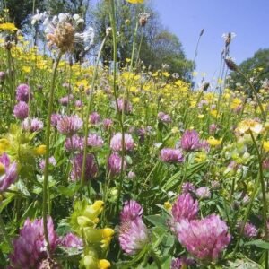 Wild Flower Mixture Clay Soils Seeds