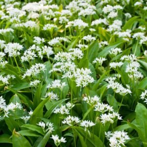 Wild Flower Ramsons Wild Garlic Seeds Allium ursinum