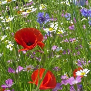 Wild Flower Special Flower Mixture Cornfield Annual Seeds