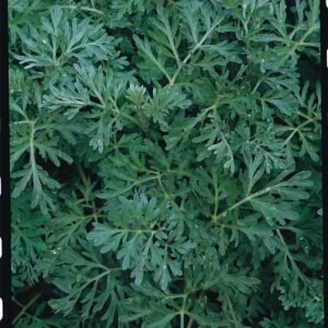 Wormwood Artemisia absinthium Seeds