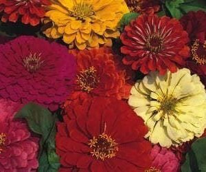 Zinnia Dahlia Flowered Mixed Seeds