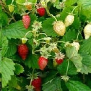 Suffolk Herbs Alpine Strawberry 200 Seeds