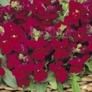 Antirrhinum Appeal F1 Hybrid Red Seeds