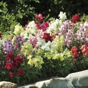 Antirrhinum Appeal F1 Hybrid Select Mix Seeds