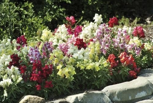 Antirrhinum Appeal F1 Hybrid Select Mix Seeds