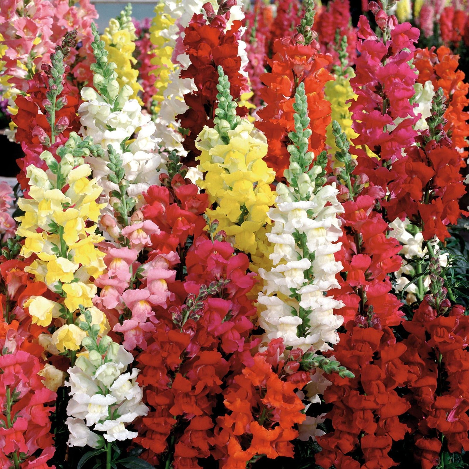 Antirrhinum Liberty Classic Mix Seeds