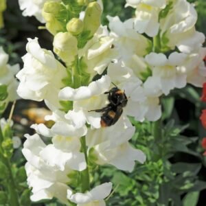 Antirrhinum Liberty Classic White Seeds