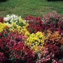 Antirrhinum Magic Carpet Mix Seeds