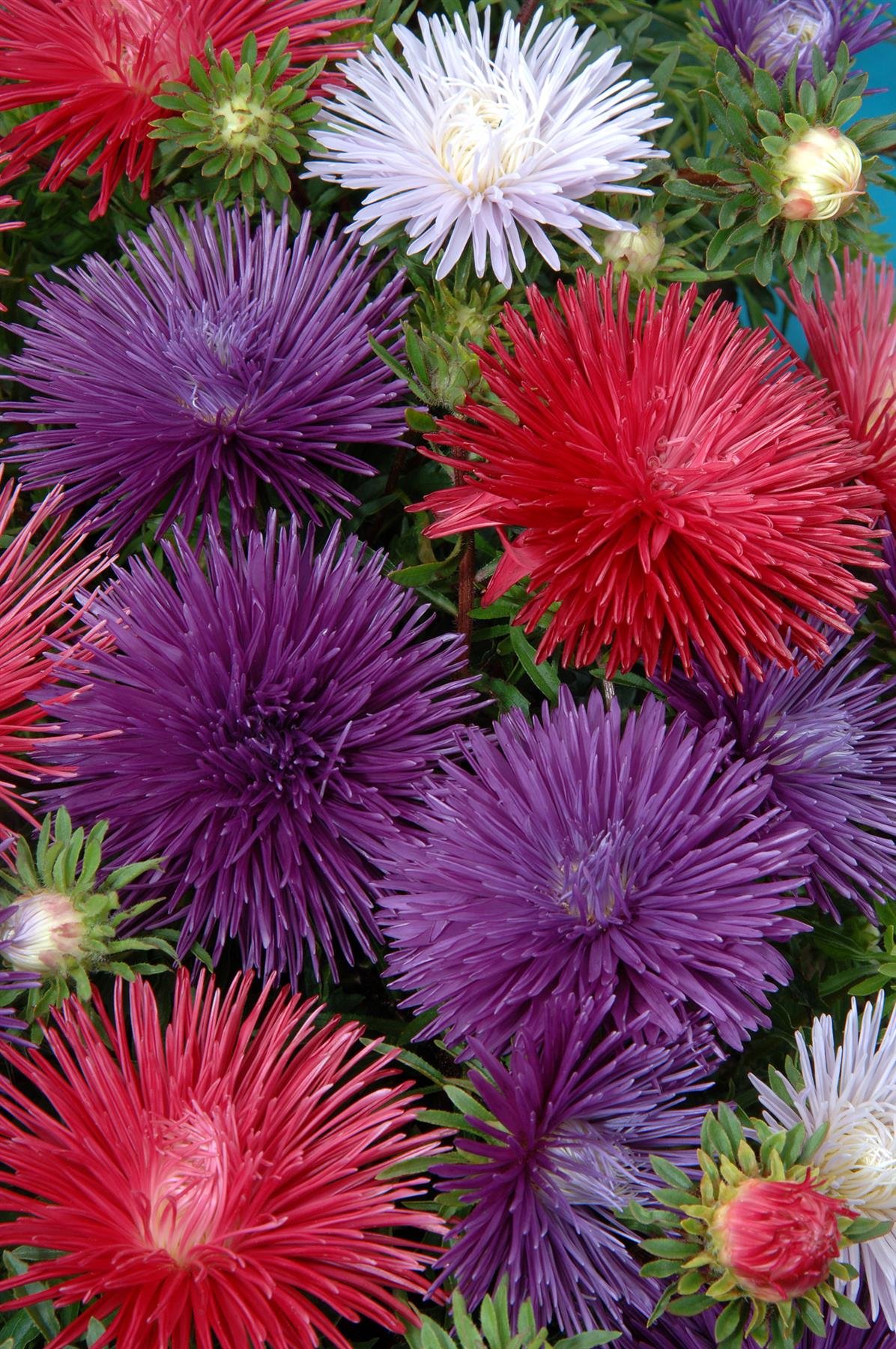 Aster Starlight Mixed Seeds