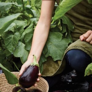 Aubergine Genie Seeds