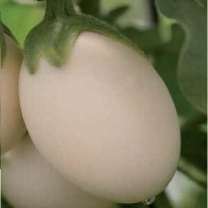 Aubergine Ivory F1 Hybrid Seeds