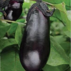 Aubergine Moneymaker F1 Hybrid Seeds