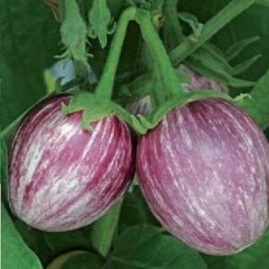 Aubergine Pinstripe F1 Hybrid Seeds
