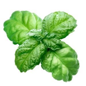 Basil Lettuce Leaved Seeds