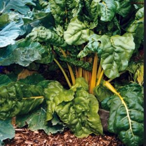 Beet Leaf Swiss Chard Bright Yellow Seeds