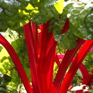 Beet Rhubarb Chard Intense Seeds